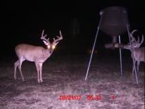 Texas Whitetail Deer Game Camera Photo