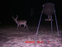 Texas Whitetail Deer Game Camera Photo