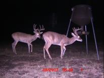 Texas Whitetail Deer Game Camera Photo