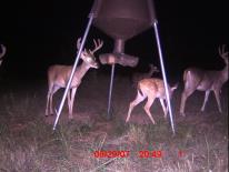 Texas Whitetail Deer Game Camera Photo