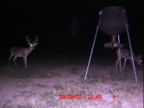 Texas Whitetail Deer Game Camera Photo