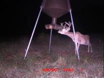 Texas Whitetail Deer Game Camera Photo