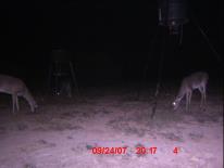 Texas Whitetail Deer Game Camera Photo