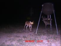 Texas Whitetail Deer Game Camera Photo