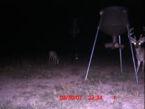 Texas Whitetail Deer Game Camera Photo