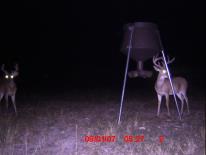 Texas Whitetail Deer Game Camera Photo