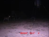 Texas Whitetail Deer Game Camera Photo