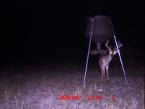 Texas Whitetail Deer Game Camera Photo