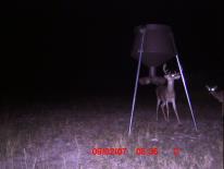 Texas Whitetail Deer Game Camera Photo