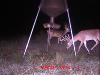 Texas Whitetail Deer Game Camera Photo