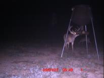 Texas Whitetail Deer Game Camera Photo