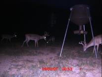 Texas Whitetail Deer Game Camera Photo