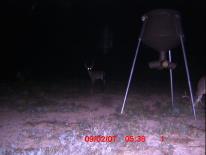 Texas Whitetail Deer Game Camera Photo