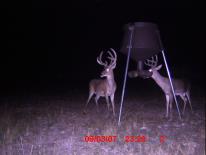 Texas Whitetail Deer Game Camera Photo