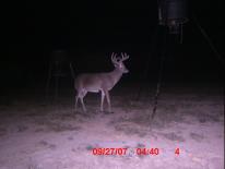 Texas Whitetail Deer Game Camera Photo