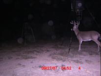 Texas Whitetail Deer Game Camera Photo