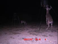 Texas Whitetail Deer Game Camera Photo