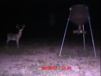 Texas Whitetail Deer Game Camera Photo