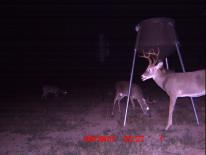 Texas Whitetail Deer Game Camera Photo