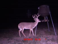 Texas Whitetail Deer Game Camera Photo