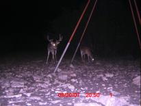 Texas Whitetail Deer Game Camera Photo