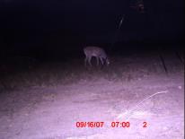 Texas Whitetail Deer Game Camera Photo