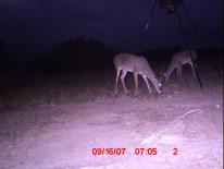 Texas Whitetail Deer Game Camera Photo