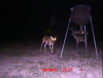 Texas Whitetail Deer Game Camera Photo