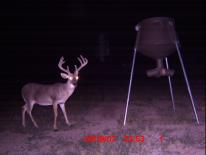 Texas Whitetail Deer Game Camera Photo