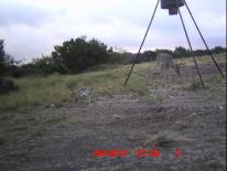 Texas Whitetail Deer Game Camera Photo