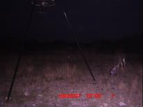 Texas Whitetail Deer Game Camera Photo