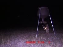 Texas Whitetail Deer Game Camera Photo