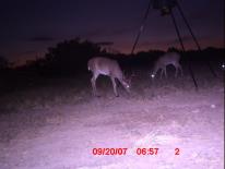 Texas Whitetail Deer Game Camera Photo