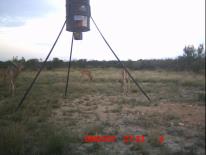 Texas Whitetail Deer Game Camera Photo