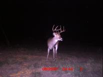 Texas Whitetail Deer Game Camera Photo