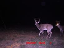 Texas Whitetail Deer Game Camera Photo