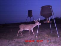 Texas Whitetail Deer Game Camera Photo