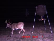 Texas Whitetail Deer Game Camera Photo