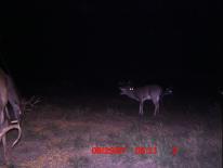 Texas Whitetail Deer Game Camera Photo