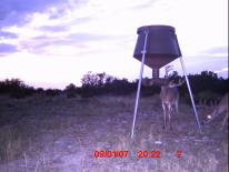 Texas Whitetail Deer Game Camera Photo