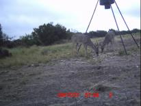 Texas Whitetail Deer Game Camera Photo