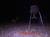 Texas Whitetail Deer Game Camera Photo