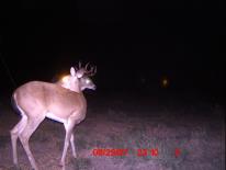 Texas Whitetail Deer Game Camera Photo