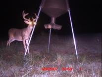 Texas Whitetail Deer Game Camera Photo