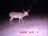 Texas Whitetail Deer Game Camera Photo