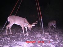 Texas Whitetail Deer Game Camera Photo