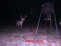 Texas Whitetail Deer Game Camera Photo