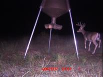 Texas Whitetail Deer Game Camera Photo