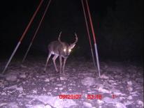 Texas Whitetail Deer Game Camera Photo