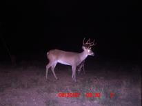 Texas Whitetail Deer Game Camera Photo